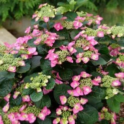 Hydrangea Tuff Stuff Top Fun™ Mountain Hydrangea -Park Seed® Shop 29330 2