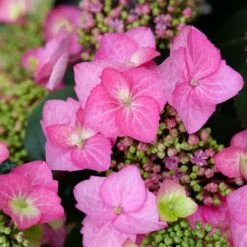 Hydrangea Tuff Stuff Top Fun™ Mountain Hydrangea -Park Seed® Shop 29330 3