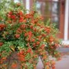 Pyracomeles Berry Box™ -Park Seed® Shop 29335