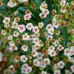 Pyracomeles Berry Box™ -Park Seed® Shop 29335 3