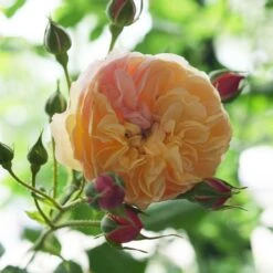 Rosa Flavorette™ Honey-Apricot Rose 11 Rosa Flavorette™ Honey-Apricot Rose -Park Seed® Shop 29336 5