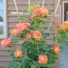Rosa Rise Up Emberays™ Climbing Rose -Park Seed® Shop 29337