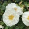 Rosa Oso Easy Ice Bay™ Rose -Park Seed® Shop 29338