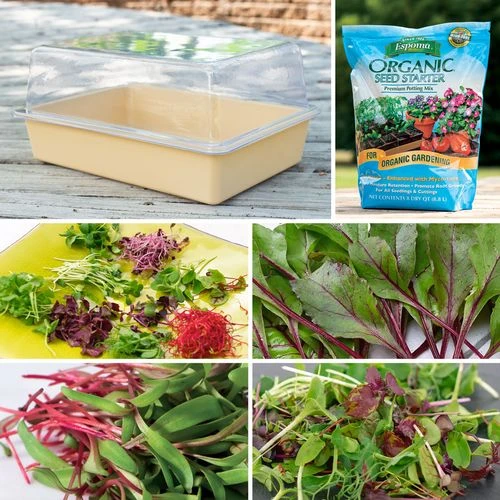 Park's Medium Microgreens Collection 3 Park's Medium Microgreens Collection