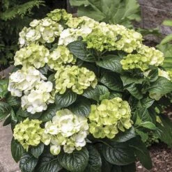 Hydrangea Grin And Tonic™ Bigleaf Hydrangea