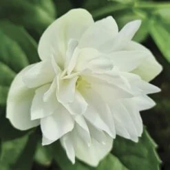 Philadelphus Pearls Of Perfume Mock Orange -Park Seed® Shop 29412 2