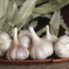 Garlic Musik Organic Bulbs 1 Garlic Musik Organic Bulbs -Park Seed® Shop 29417 PK 2
