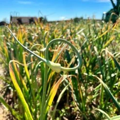 Garlic Musik Organic Bulbs -Park Seed® Shop 29417 PK 2 1