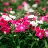 Dianthus Sugar N' Spice -Park Seed® Shop 29418
