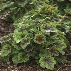 Heuchera 'Carnival Cocomint' Coral Bells