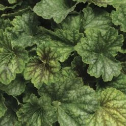 Heuchera 'Carnival Cocomint' Coral Bells -Park Seed® Shop 29424 2