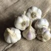 Garlic German White Stiffneck Organic Bulbs -Park Seed® Shop 29425 PK 2
