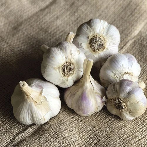 Garlic German White Stiffneck Organic Bulbs 3 Garlic German White Stiffneck Organic Bulbs