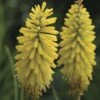 Kniphofia Glowstick Red Hot Poker -Park Seed® Shop 29427