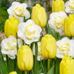 Tulipa & Narcissus Yellow Mellow Blend Bulbs