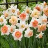 Narcissus Pink Blend Daffodil Bulbs -Park Seed® Shop 29433 PK 16