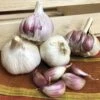 Garlic Russian Red Organic Bulbs -Park Seed® Shop 29435 PK 2