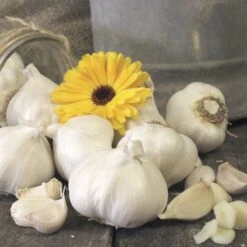 Garlic Silver Rose Organic Bulbs