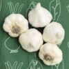 Garlic Inchelium Red Organic Bulbs -Park Seed® Shop 29437 PK 2