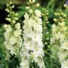 Delphinium Delgenius™ Neva Larkspur -Park Seed® Shop 29471