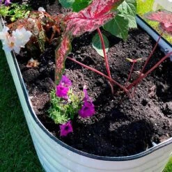 Vego Garden® 17-Inch 6 In 1 Modular Metal Raised Bed (White) 11 Vego Garden® 17-Inch 6 In 1 Modular Metal Raised Bed (White) -Park Seed® Shop 29479 2