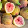 Ficus 'Flanders' Fig -Park Seed® Shop 29505