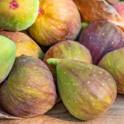 Ficus 'Flanders' Fig -Park Seed® Shop 29505 1