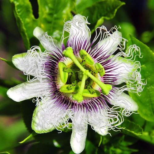 Passiflora 'Nancy Garrison' Passion Fruit 5 Passiflora 'Nancy Garrison' Passion Fruit - Image 3