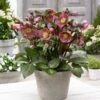 Helleborus Frostkiss® Pippa's Purple® Hellebore