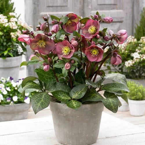 Helleborus Frostkiss® Pippa's Purple® Hellebore 3 Helleborus Frostkiss® Pippa's Purple® Hellebore