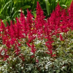 Astilbe 'Red Cattleya' False Spirea