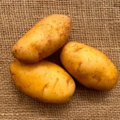 'Nicola' Potato - 2 Pound Bag