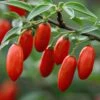 Lycium 'Firecracker' Goji Berry -Park Seed® Shop 29533