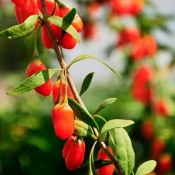 Lycium 'Firecracker' Goji Berry -Park Seed® Shop 29533 1