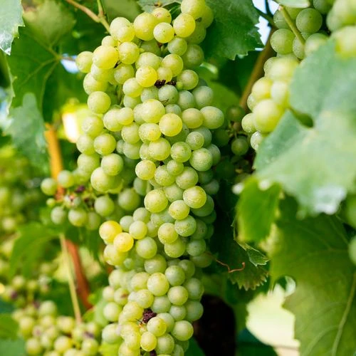 Vitis 'Elvira' White Grape 3 Vitis 'Elvira' White Grape
