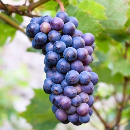 Vitis 'Concord' Blue Seedless Grape 3 Vitis 'Concord' Blue Seedless Grape