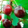Prunus 'Kristin' Cherry 1 Prunus 'Kristin' Cherry -Park Seed® Shop 29637