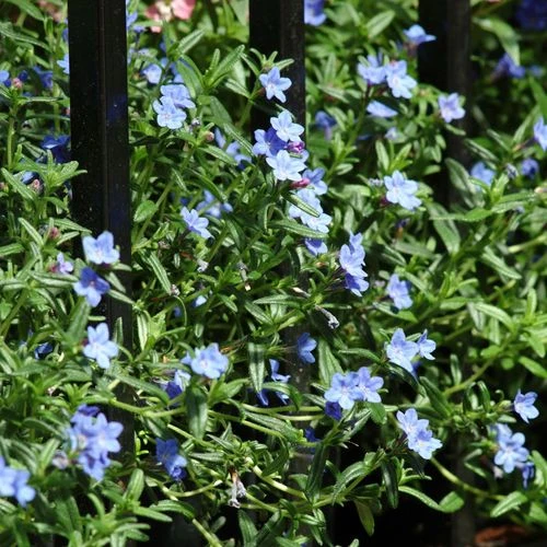 Lithodora 'Grace Ward' Gromwell 3 Lithodora 'Grace Ward' Gromwell