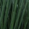 Juncus ColorGrass® 'Blue Arrows' Rush -Park Seed® Shop 29671