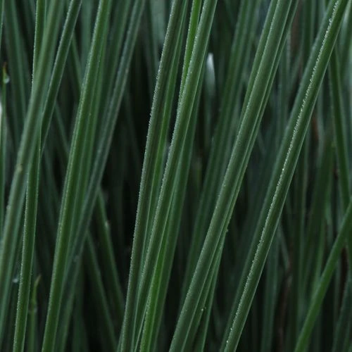 Juncus ColorGrass® 'Blue Arrows' Rush 3 Juncus ColorGrass® 'Blue Arrows' Rush