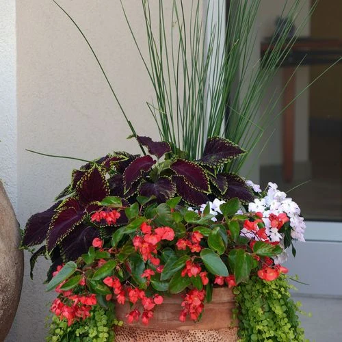 Juncus ColorGrass® 'Blue Arrows' Rush 4 Juncus ColorGrass® 'Blue Arrows' Rush - Image 2