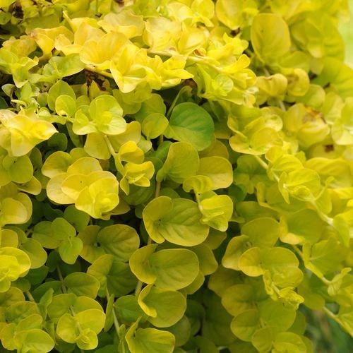 Lysimachia Creeping Jenny 3 Lysimachia Creeping Jenny