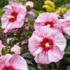 Hibiscus Summerific® 'Cherry Coco Latte' Rose Mallow -Park Seed® Shop 29683