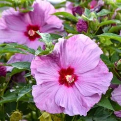 Hibiscus Summerific® 'Lilac Crush' Rose Mallow