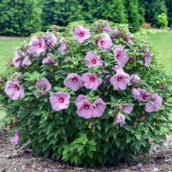 Hibiscus Summerific® 'Lilac Crush' Rose Mallow -Park Seed® Shop 29685 2