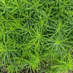 Amsonia 'String Theory' Bluestar -Park Seed® Shop 29686 2