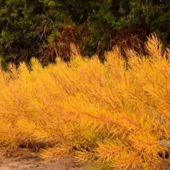 Amsonia 'String Theory' Bluestar -Park Seed® Shop 29686 3