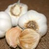Garlic S&H Silver Bulbs 1 Garlic S&H Silver Bulbs -Park Seed® Shop 29794 PK 2