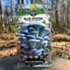 Mushroom Blue Oyster Countertop Kit