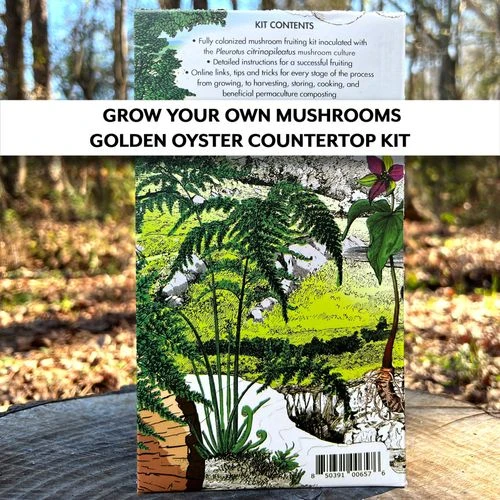 Mushroom Golden Oyster Countertop Kit 4 Mushroom Golden Oyster Countertop Kit - Image 2